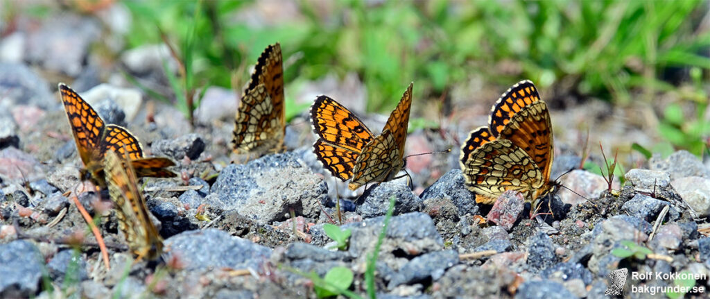 Skogsnätfjäril Melitaea athalia Söker efter salter och mineraler