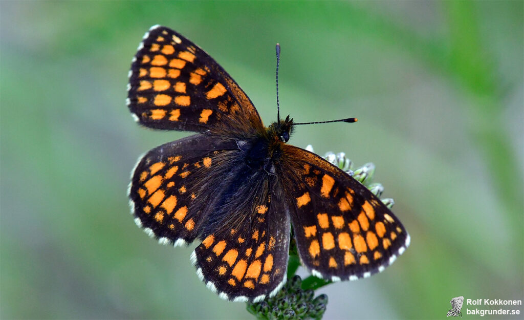 Skogsnätfjäril Melitaea athalia Mörk individ.