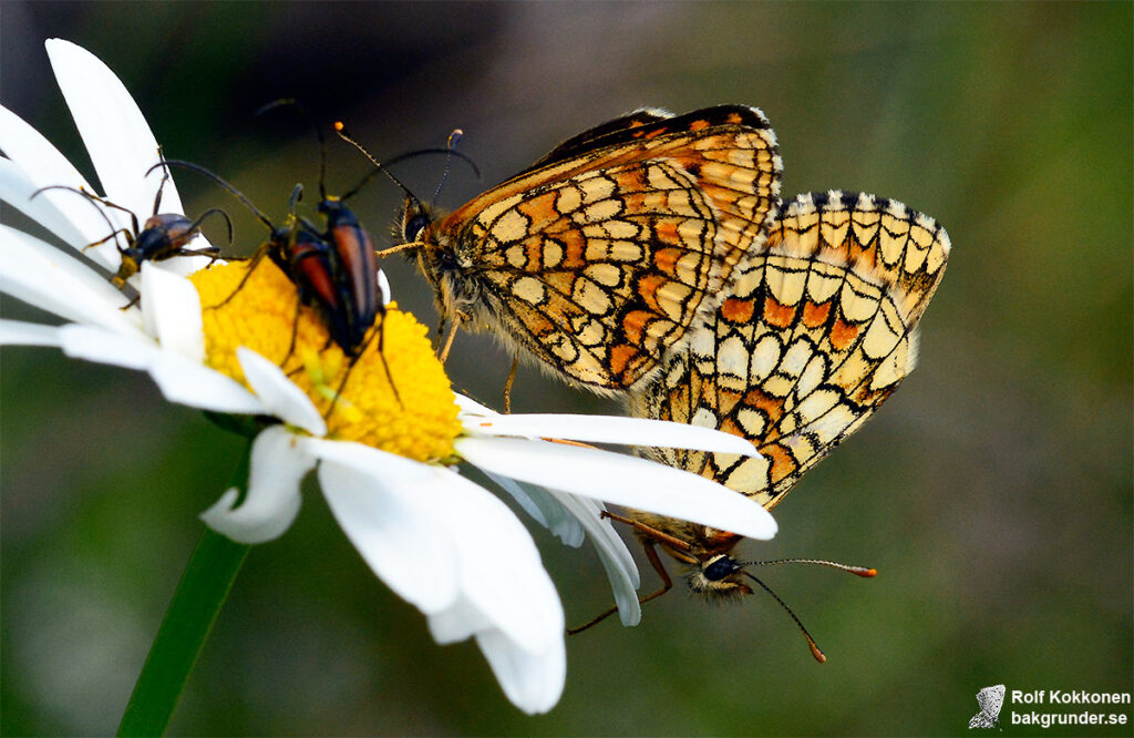 Skogsnätfjäril Melitaea athalia Parning