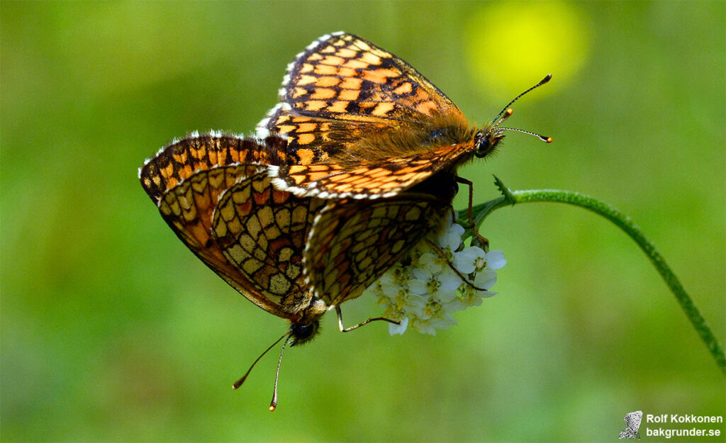 Skogsnätfjäril Melitaea athalia Parning med flera individer.