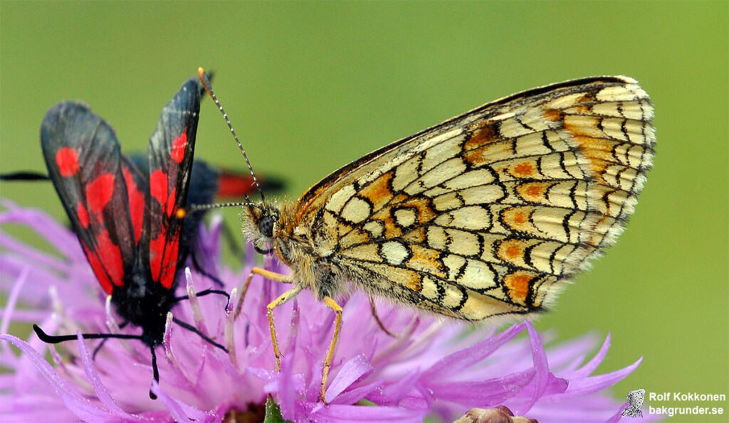 Skogsnätfjäril Melitaea athalia