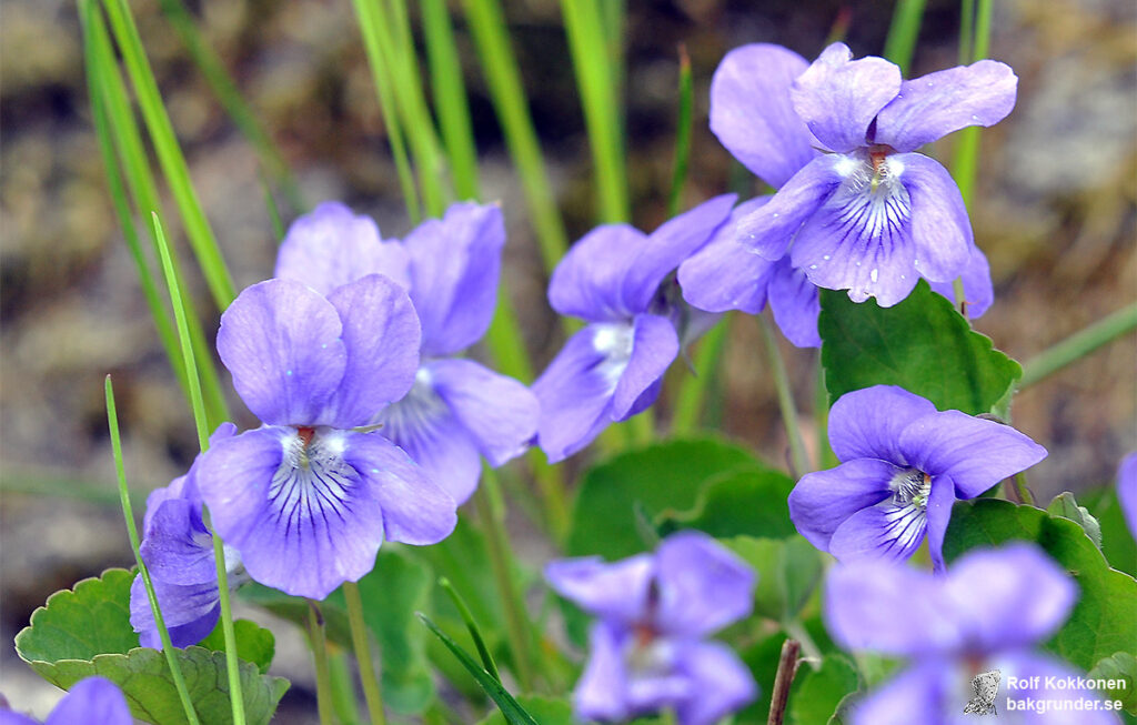 Skogsviol Viola riviniana