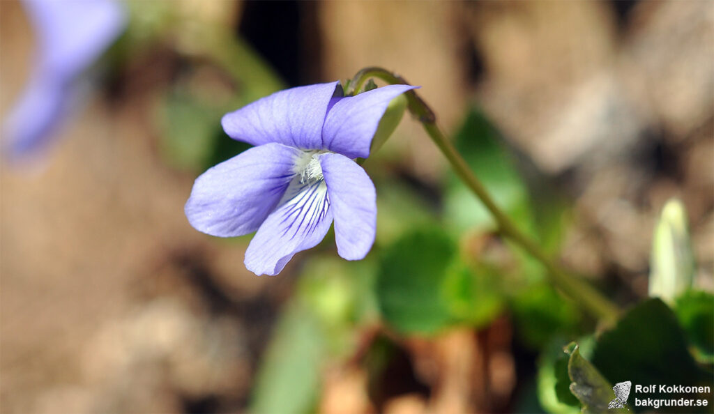 Skogsviol Viola riviniana