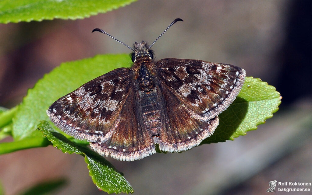 Skogsvisslare Erynnis tages Hane