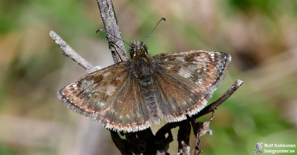 Skogsvisslare Erynnis tages Hona