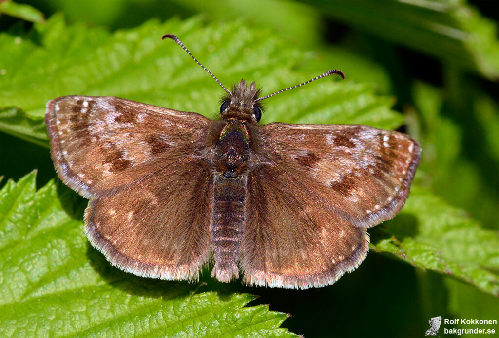 Skogsvisslare Erynnis tages Hona