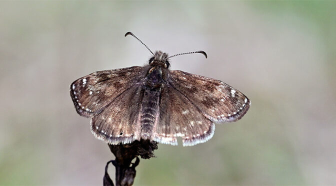 Skogsvisslare Erynnis tages