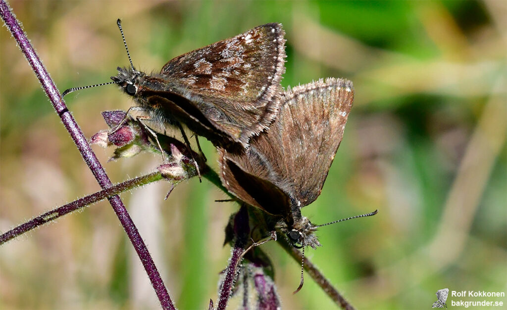 Skogsvisslare Erynnis tages Parning