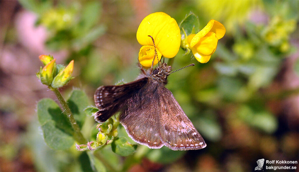 Skogsvisslare Erynnis tages