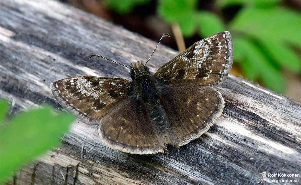 Skogsvisslare Erynnis tages Hane