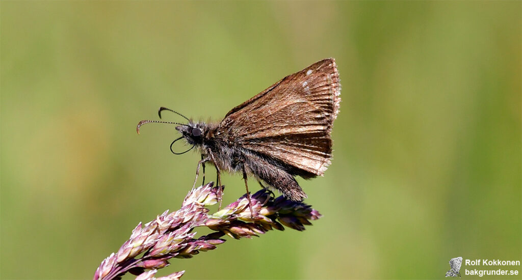 Skogsvisslare Erynnis tages