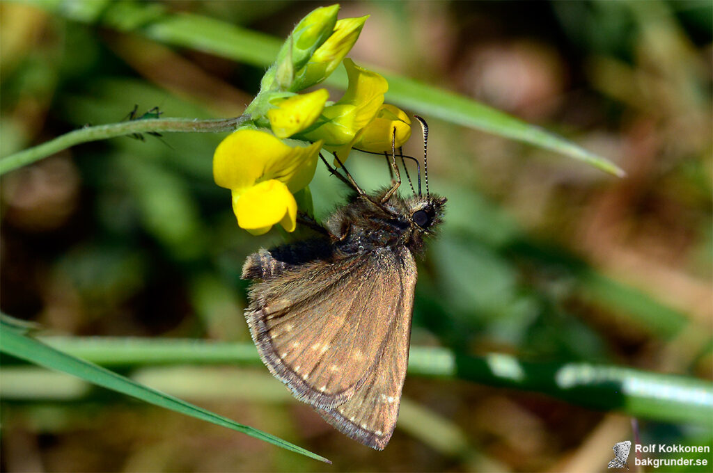 Skogsvisslare Erynnis tages