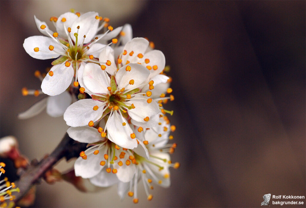 Slån Prunus spinosa