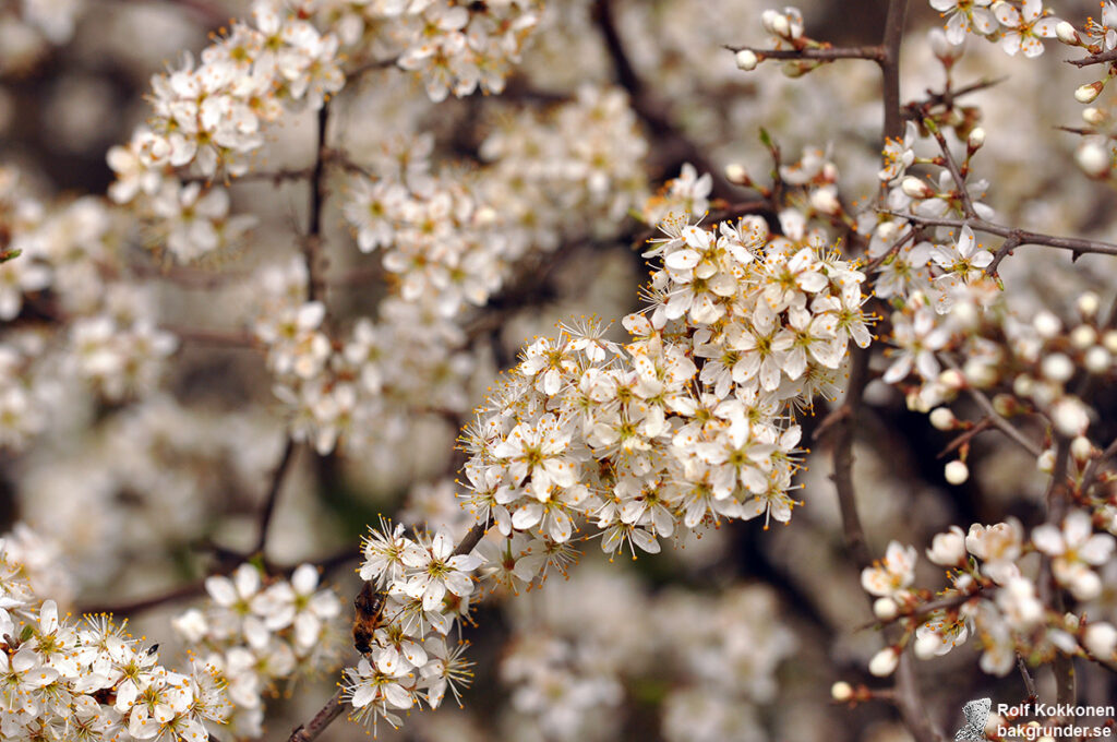 Slån Prunus spinosa