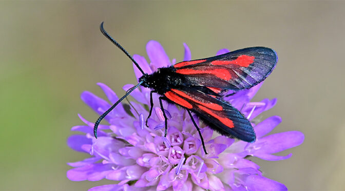 Smalsprötad bastardsvärmare Zygaena osterodensis