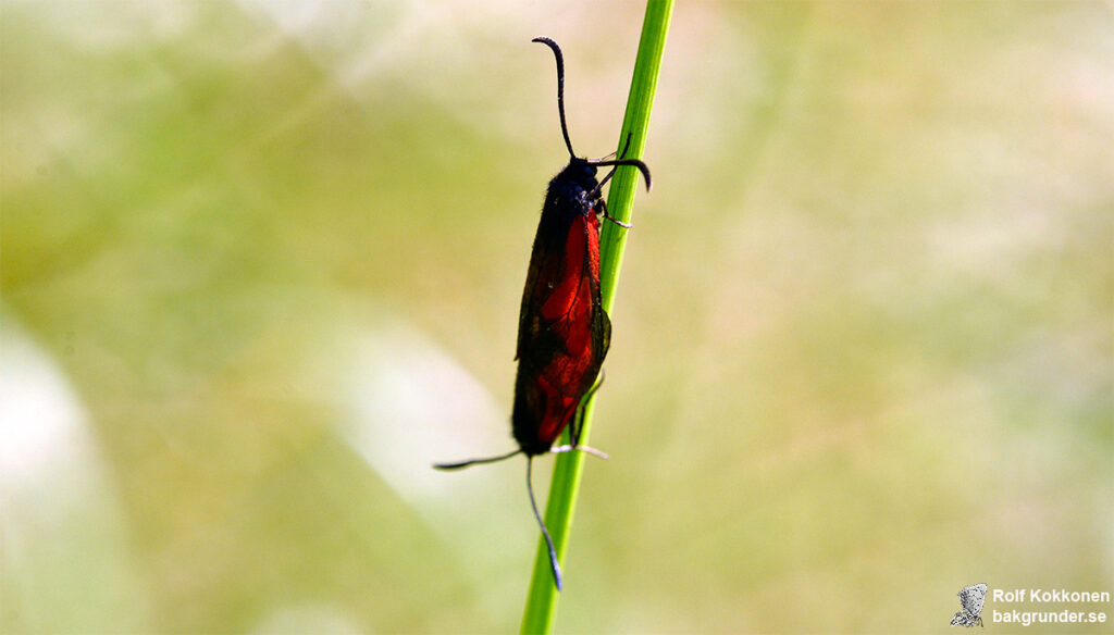 Smalsprötad bastardsvärmare Zygaena osterodensis Parning