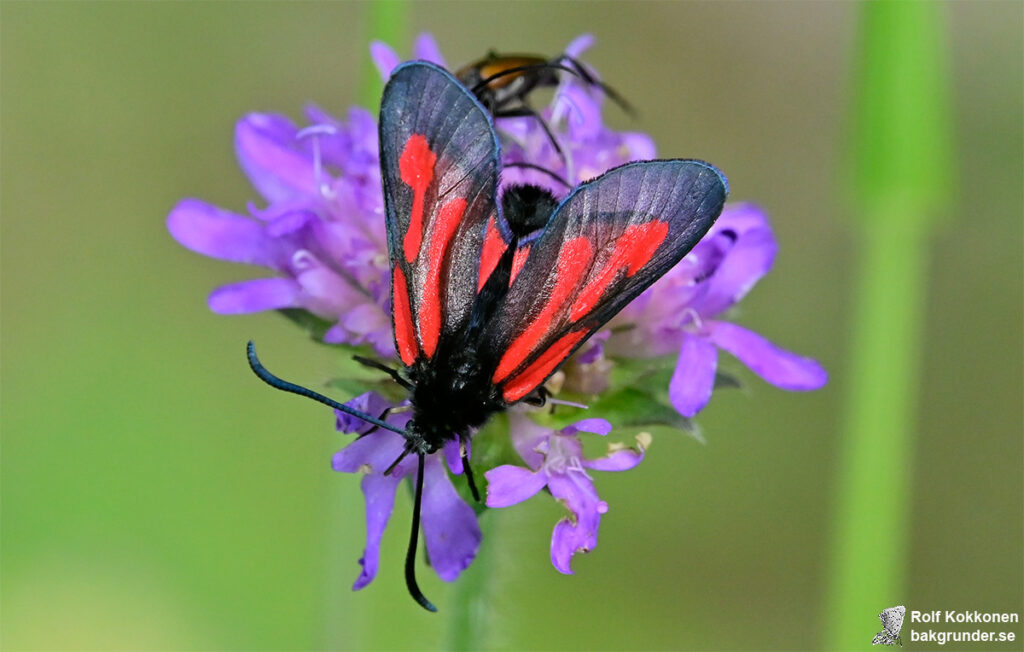 Smalsprötad bastardsvärmare Zygaena osterodensis