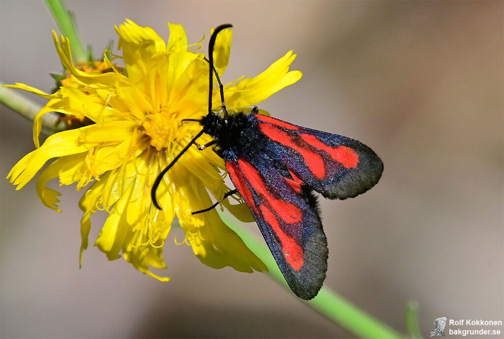 Smalsprötad bastardsvärmare Zygaena osterodensis