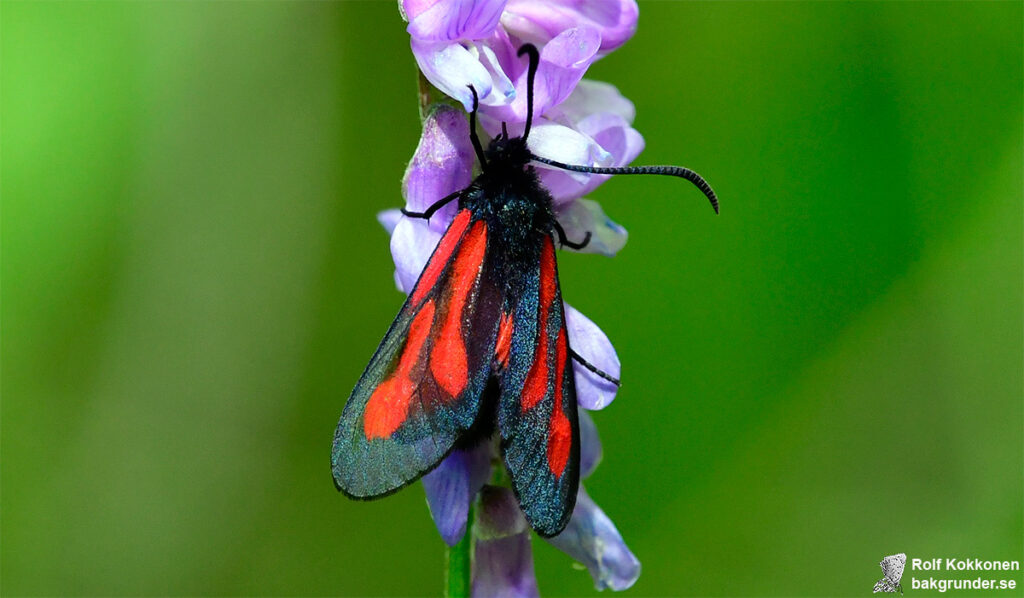 Smalsprötad bastardsvärmare Zygaena osterodensis