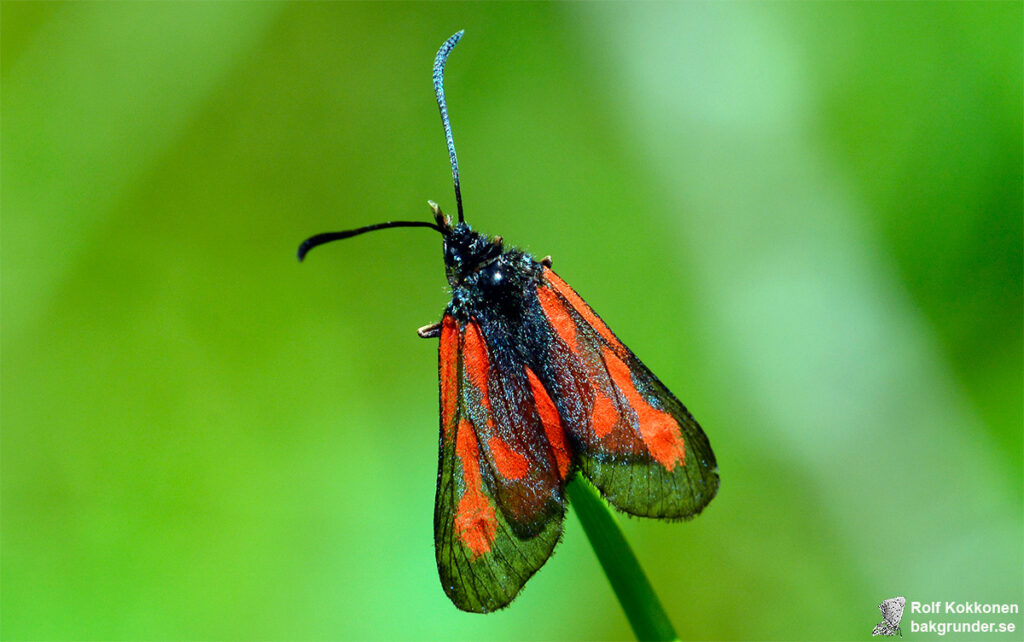 Smalsprötad bastardsvärmare Zygaena osterodensis