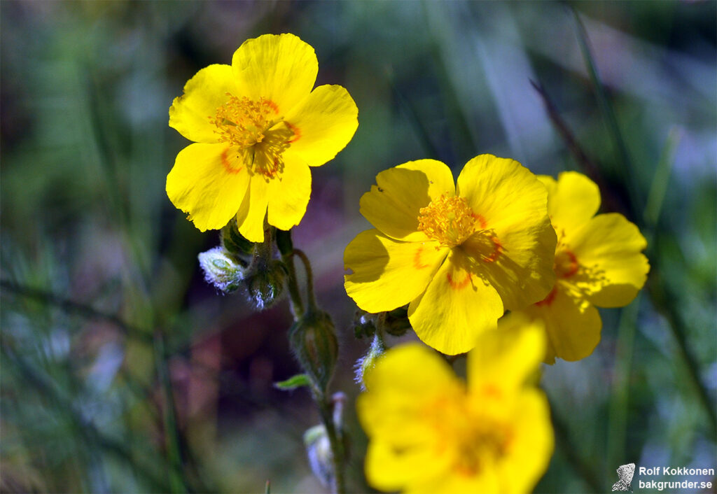 Solvända Helianthemum nummularium