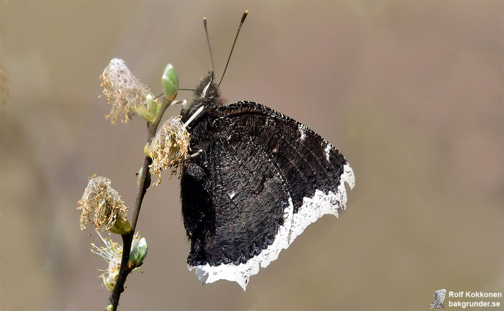 Sorgmantel Nymphalis antiopa