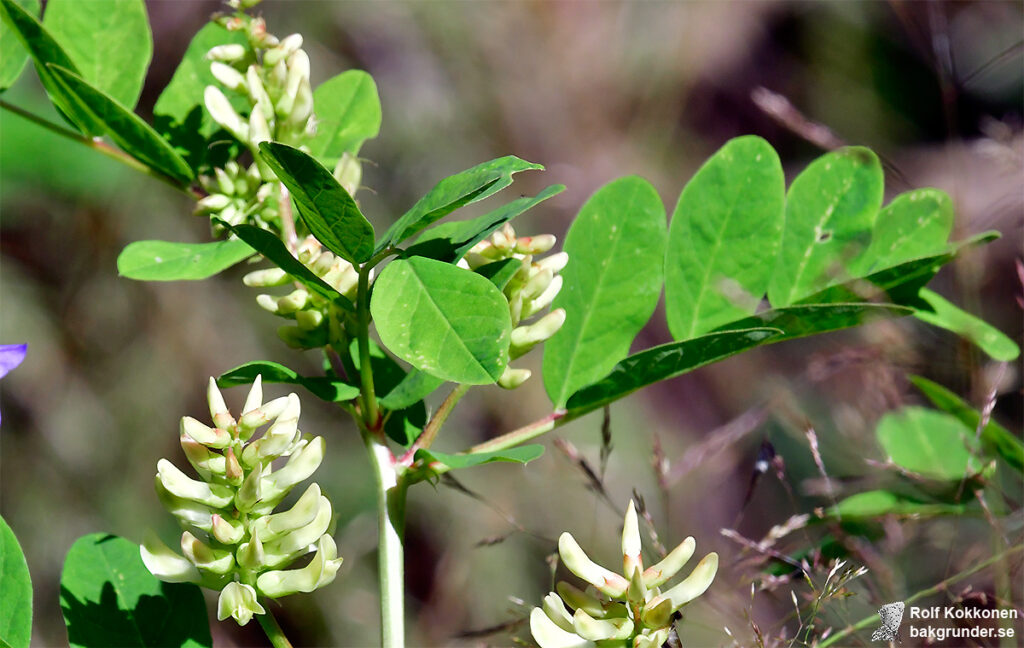 Sötvedel Astragalus glycyphyllos