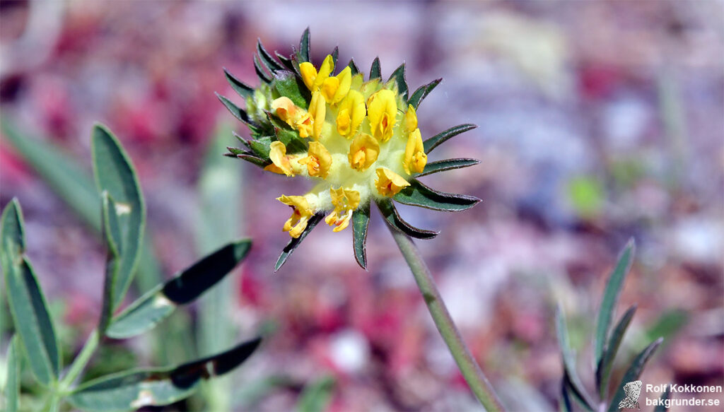 Stor getväppling Anthyllis vulneraria subsp. carpatica