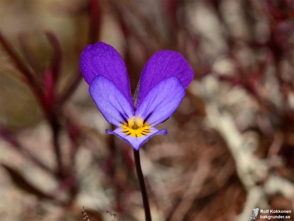 Styvmorsviol Viola tricolor