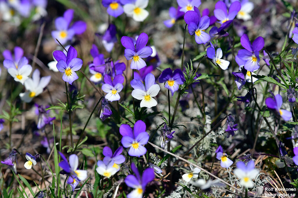 Styvmorsviol Viola tricolor