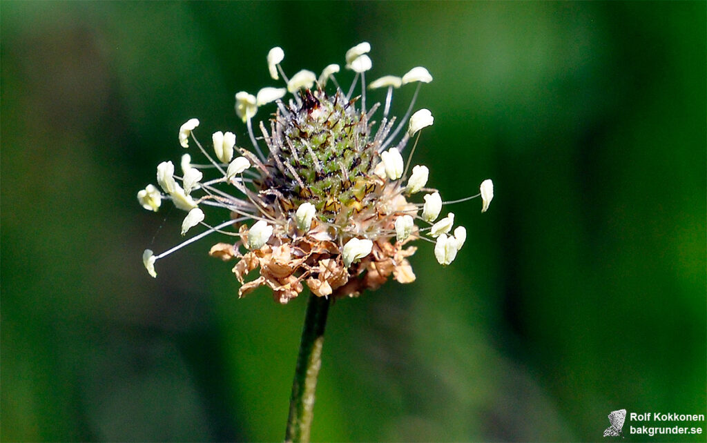 Svartkämpar Plantago lanceolata