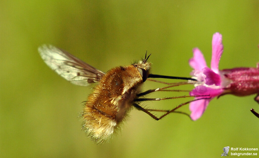 Svävfluga Bombylius major