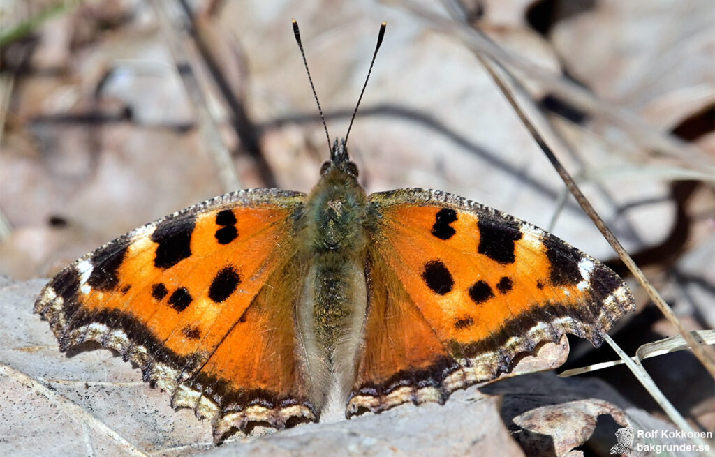 Videfuks Nymphalis xanthomelas