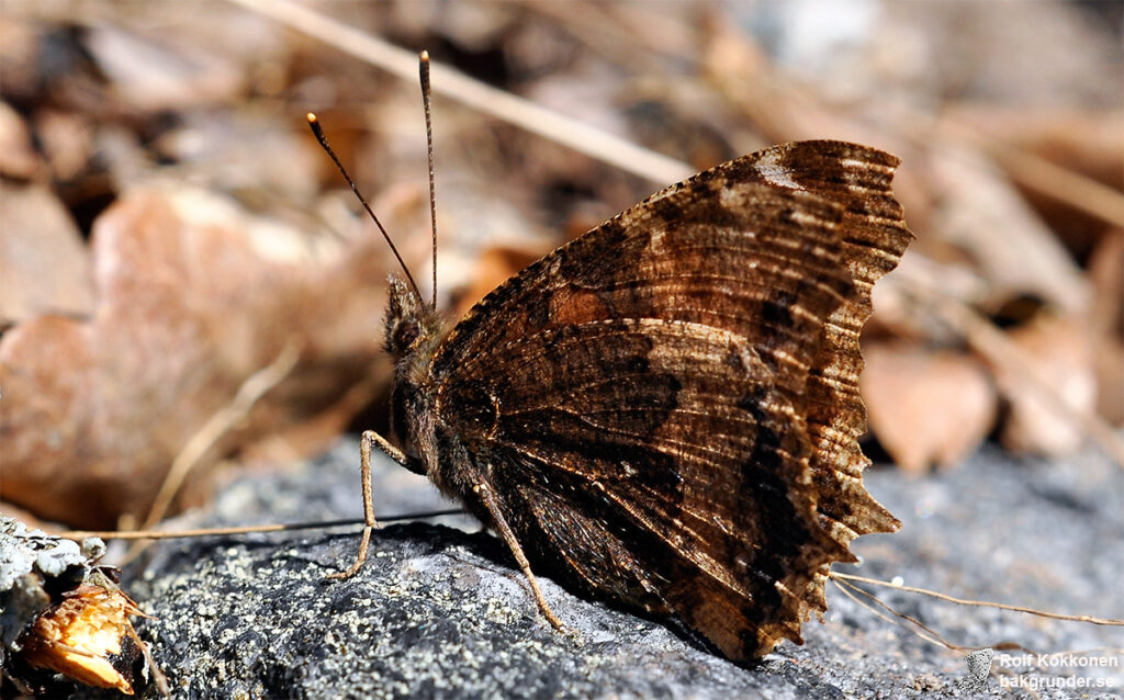 Videfuks Nymphalis xanthomelas Ljusa ben