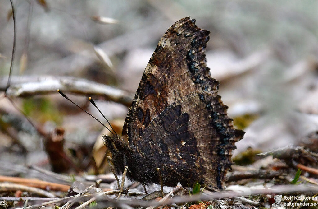 Videfuks Nymphalis xanthomelas Ljusa ben