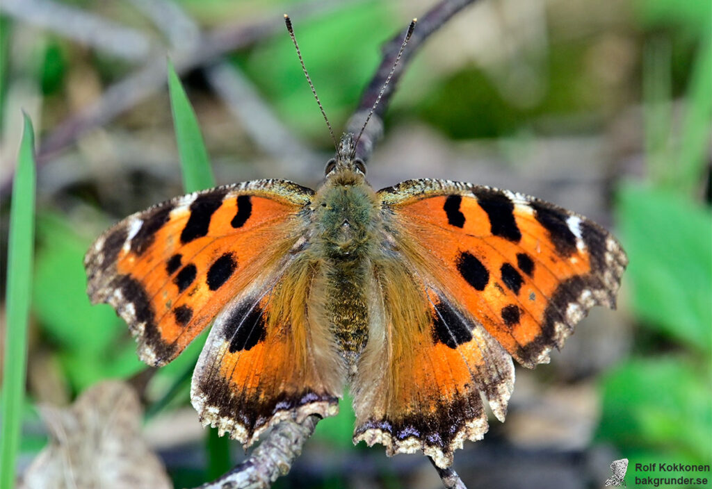 Videfuks Nymphalis xanthomelas