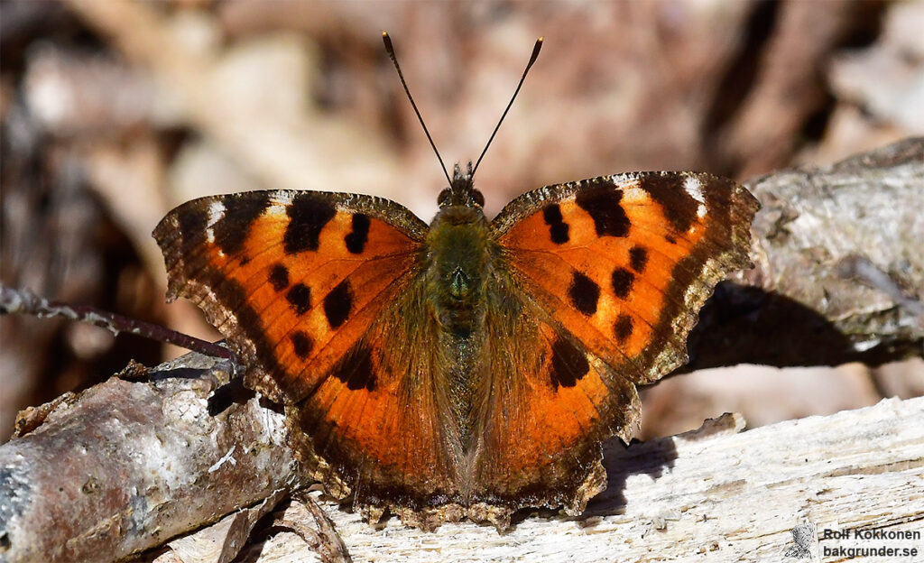 Videfuks Nymphalis xanthomelas