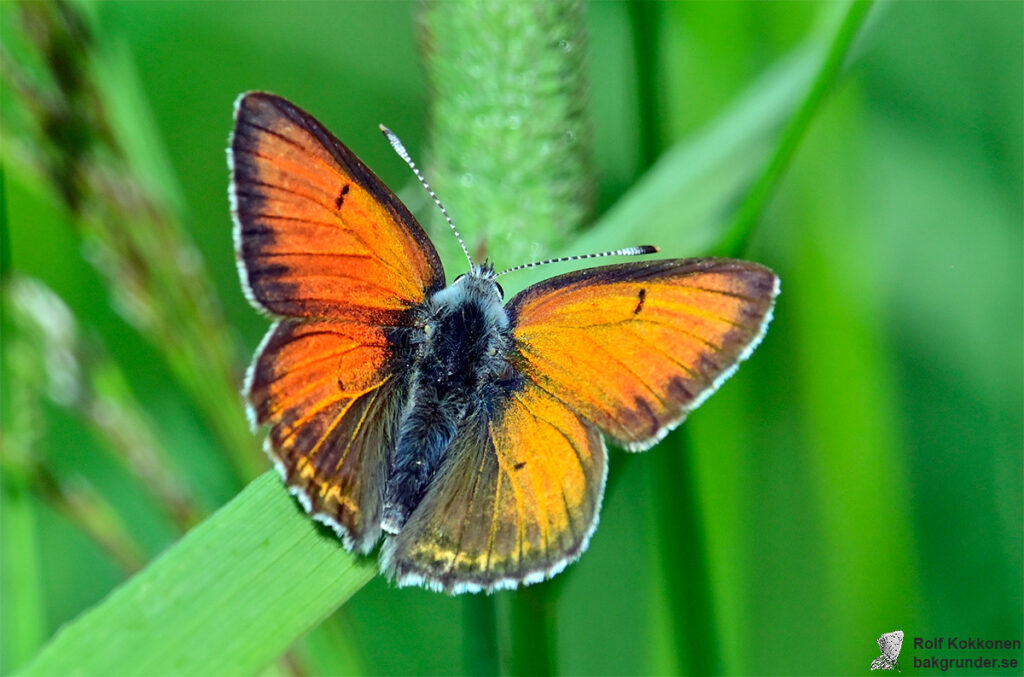 Violettkantad guldvinge Lycaena hippothoe Hane