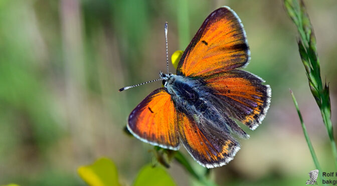 Violettkantad guldvinge Lycaena hippothoe Hane