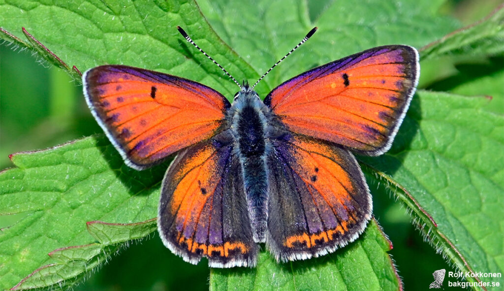 Violettkantad guldvinge Lycaena hippothoe Hane