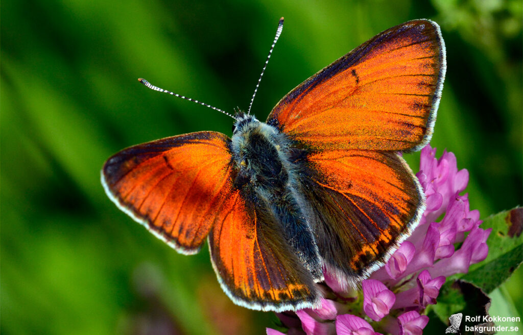 Violettkantad guldvinge Lycaena hippothoe Hane