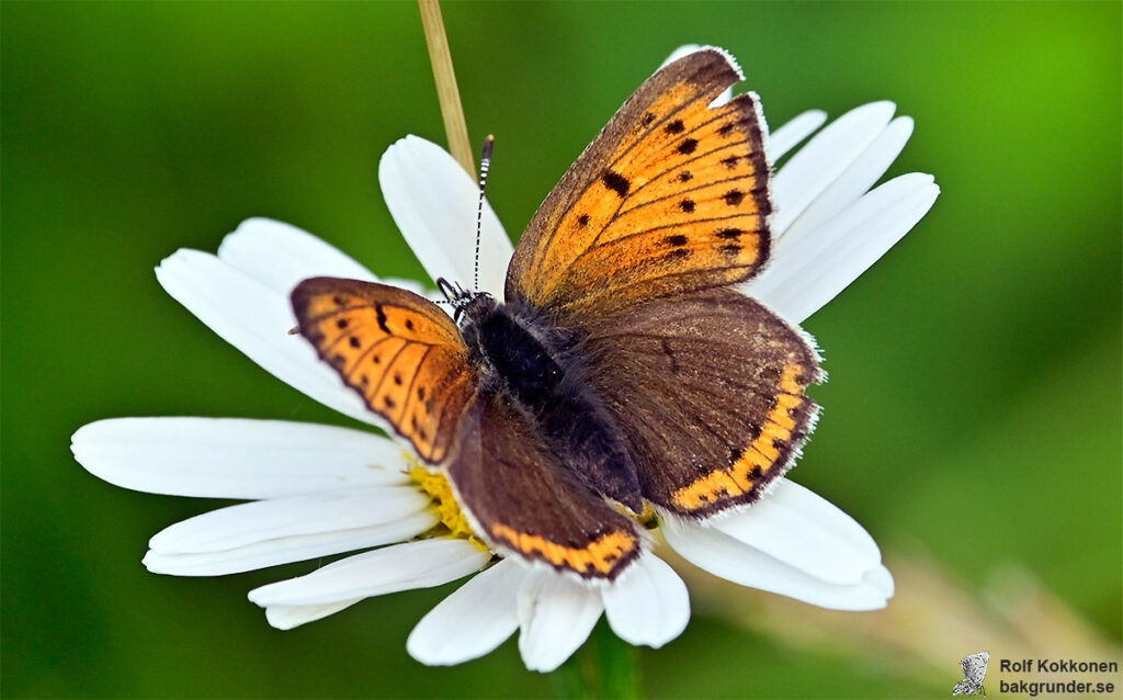 Violettkantad guldvinge Lycaena hippothoe Hona