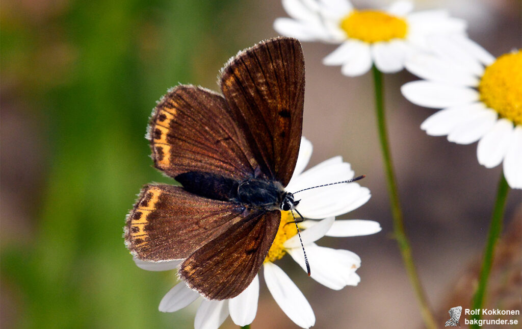 Violettkantad guldvinge Lycaena hippothoe Hona