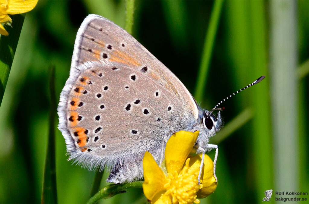 Violettkantad guldvinge Lycaena hippothoe