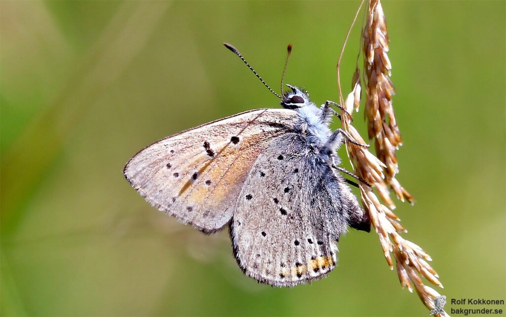 Violettkantad guldvinge Lycaena hippothoe