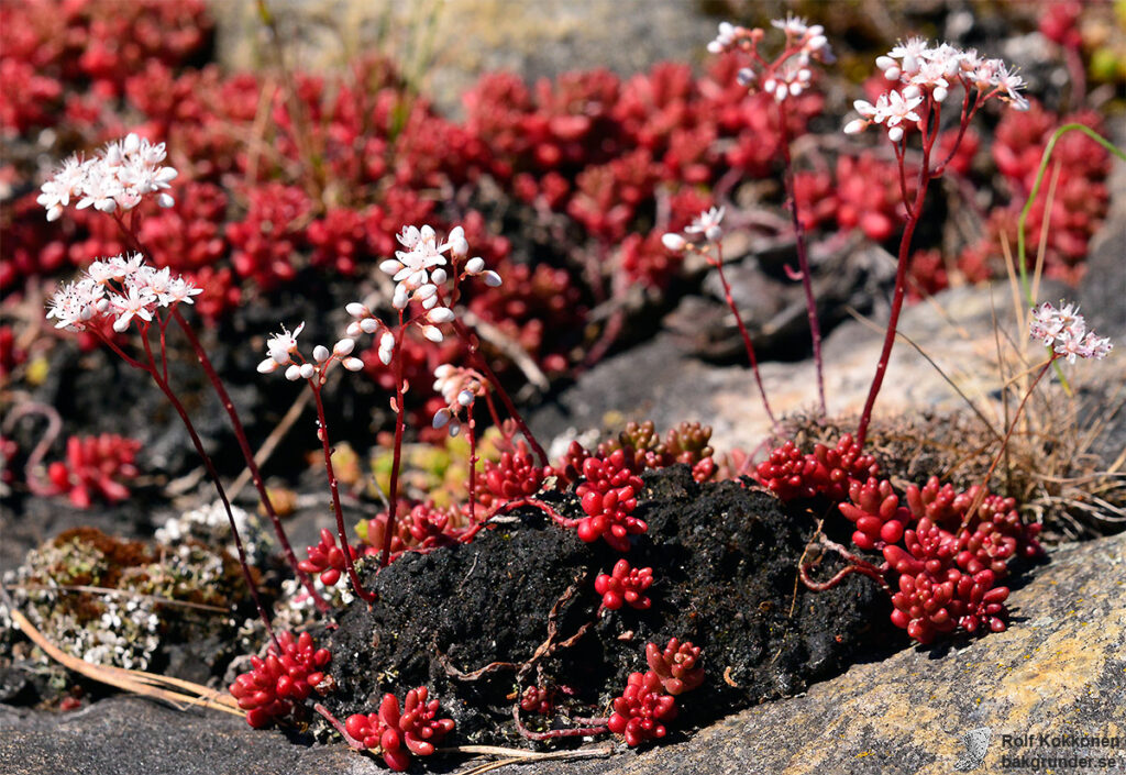 Vit fetknopp Sedum album