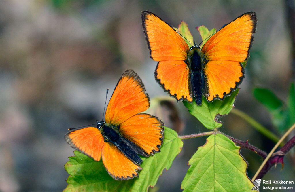 Vitfläckig guldvinge Lycaena virgaureae Hanar