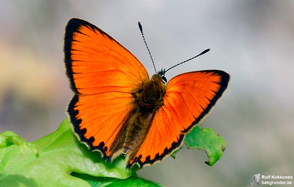 Vitfläckig guldvinge Lycaena virgaureae Hane