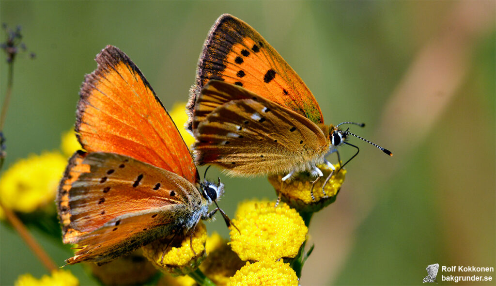 Vitfläckig guldvinge Lycaena virgaureae Hane och hona