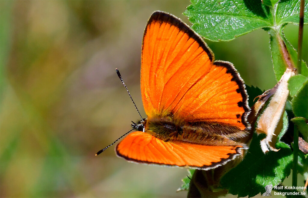 Vitfläckig guldvinge Lycaena virgaureae Hane